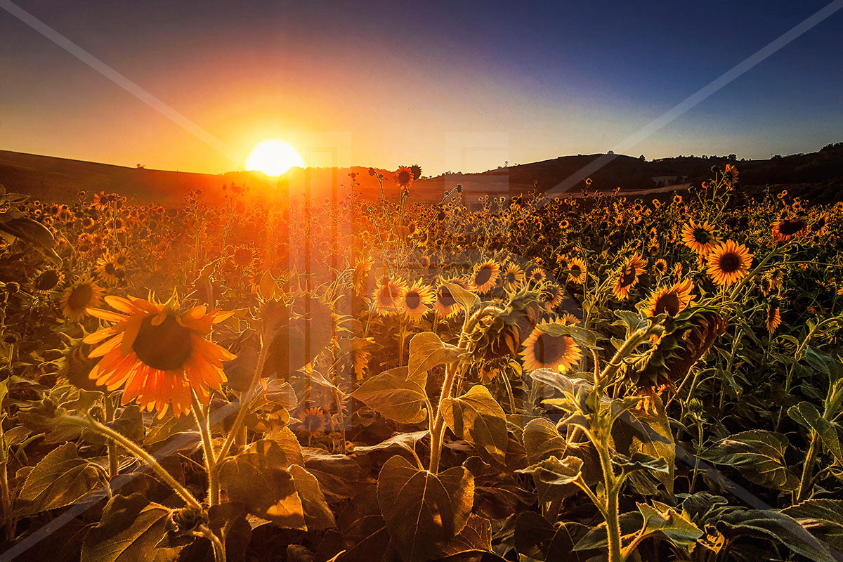 VEDUTE - Campo di girasoli nel Monferrato