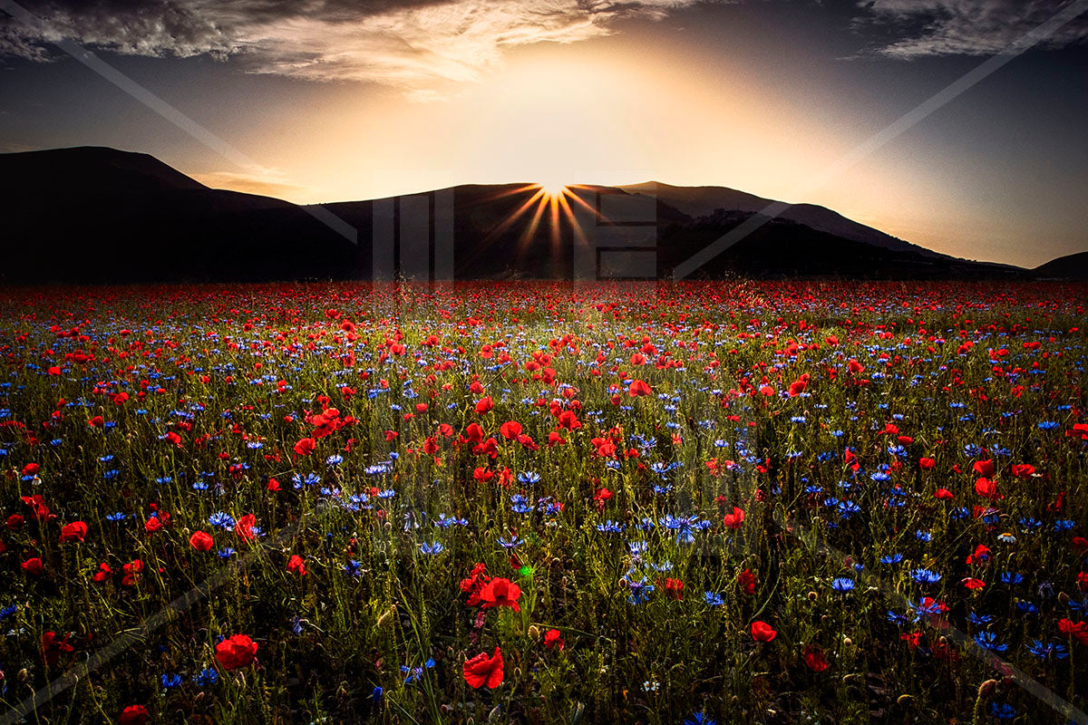 VEDUTE - Papaveri e fiordalisi nella Piana di Castelluccio