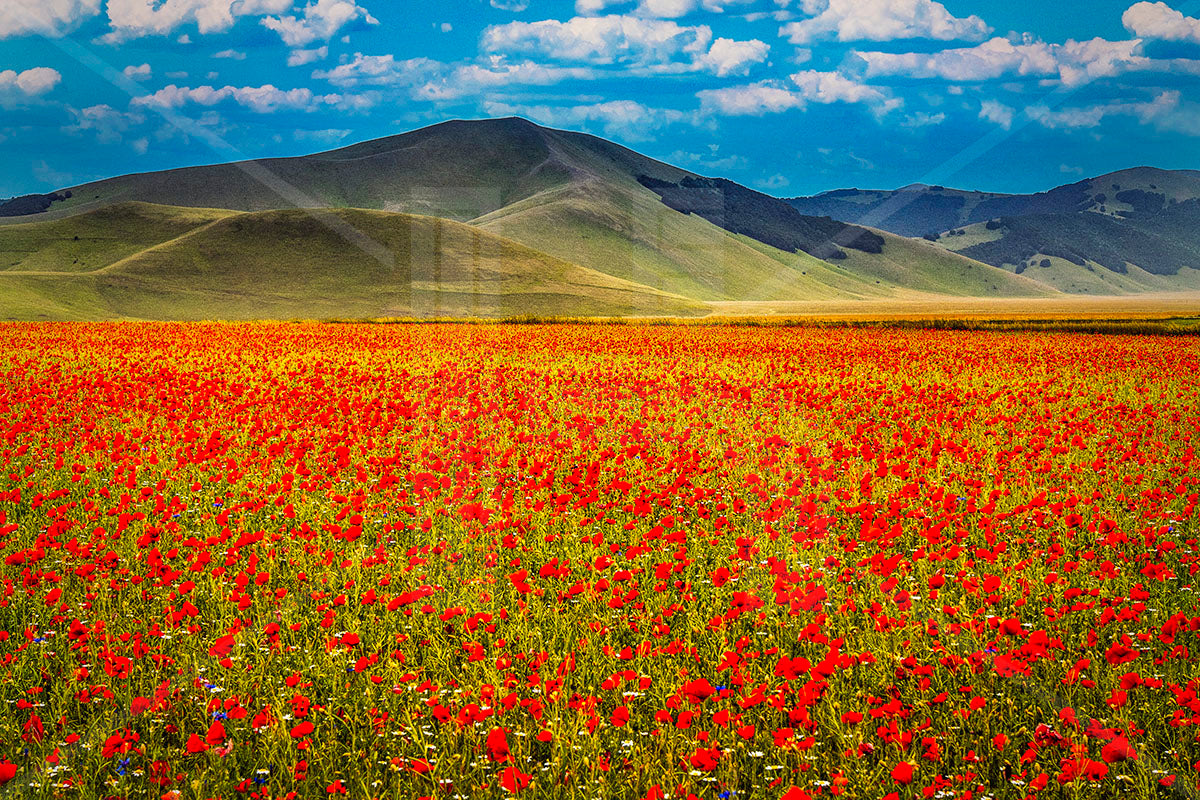 VEDUTE - Papaveri e fiordalisi nella Piana di Castelluccio