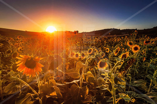 VEDUTE - Campo di girasoli nel Monferrato