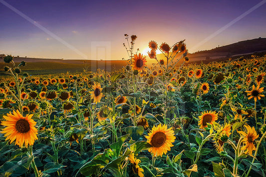 VEDUTE - Campo di girasoli nel Monferrato