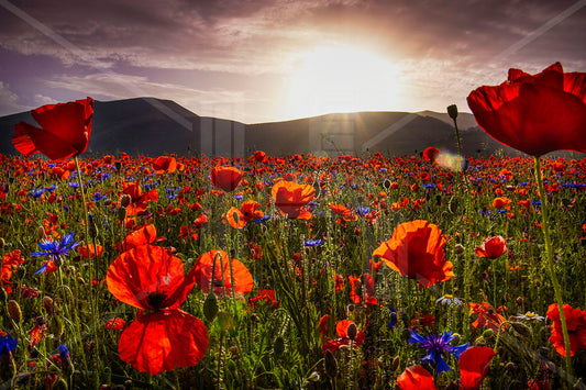 VEDUTE - Papaveri e fiordalisi nella Piana di Castelluccio