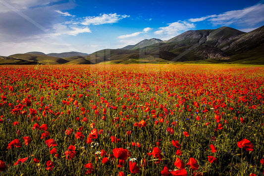 VEDUTE - Papaveri e fiordalisi nella Piana di Castelluccio