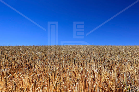 VEDUTE - Campo di grano nel Monferrato